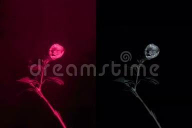 4K. 红外线下的花：盛开的红芙蓉花