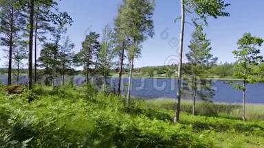 美丽的自然景观湖景，蓝天背景上有绿色的<strong>高大树木</strong>。 瑞典，欧洲。