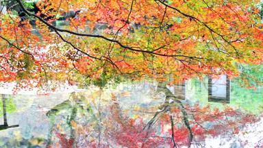 秋天的季节，日本（反思）