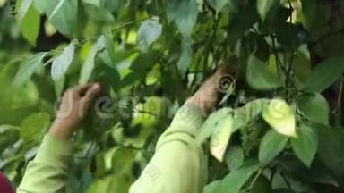 农民在农田里摘辣椒