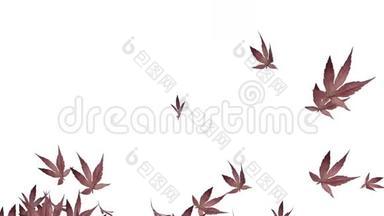摘要枫树叶秋树设计浪漫风吹背景。