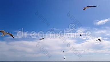 海鸥在天气好的时候顶着天空飞翔. 天空背景上更大的白色海鸥