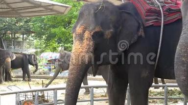 动物园里的大象背着一辆手推车在吃东西。 泰国。 亚洲。