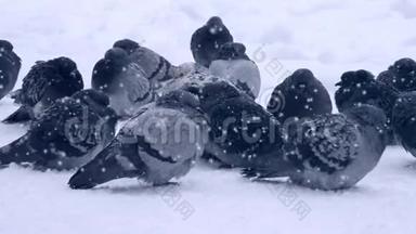 灰鸽子坐在雪上，在寒冷的寒冷的冬天，在下雪的时候