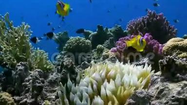 橙色的小丑鱼在珊瑚礁上的海葵中游泳。