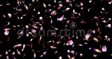 落粉紫樱花花瓣灯光背景阿尔法哑光环4k