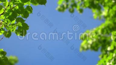 大自然清澈的蓝天背景，以清新的第一春树叶为自然框架。 实时4K视频镜头..