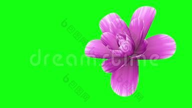 开启长时间绽放的紫色花朵延时3d动画隔离色键绿色屏幕背景新品质