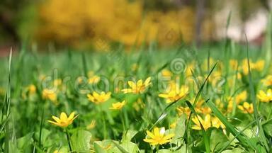 绿草中黄色的春天小花