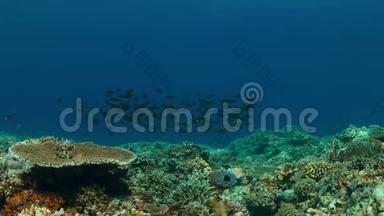 带条<strong>纹</strong>大<strong>眼霜</strong>的珊瑚礁。 4k