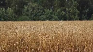 谷物田粮燕麦