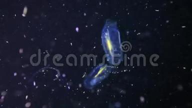 在红海的水下发光水母。