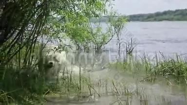 萨莫伊德哈士奇在河上的水中奔跑