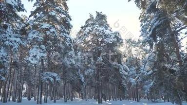日落时美丽的冬季景观。 冬天松了<strong>阳光</strong>林在雪地里的<strong>阳光</strong>运动。 冻冻的冻冻的