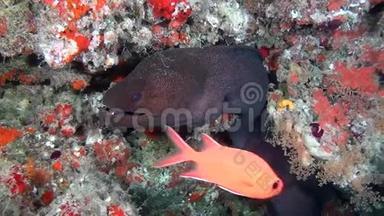 马尔代夫海底洁净海底背景下的巨型海鳗。