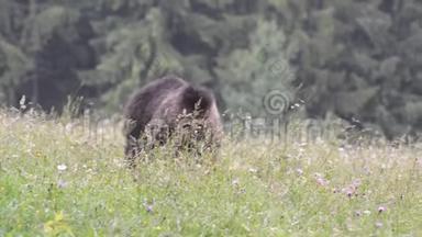布朗熊，特兰西瓦尼亚，罗马尼亚
