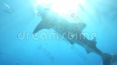 鲸鲨在水下被喂食磷虾