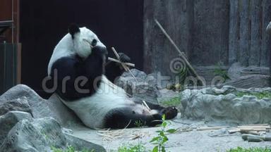 有趣的大熊猫吃竹子
