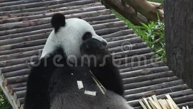 有趣的大熊猫吃竹子