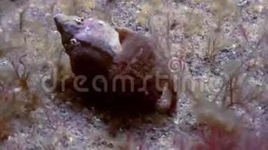巨蟹座寄居蟹在岩石海床上爬行。