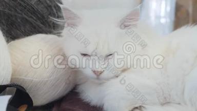 老白猫睡在桌子旁边的生活方式球编织。 坐在旁边的老白猫