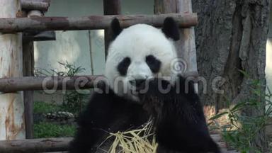 有趣的大<strong>熊猫吃竹子</strong>