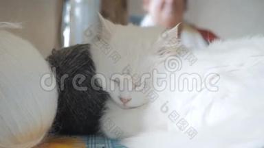 旧生活方式白猫睡在桌子旁边的球编织。 坐在旁边的老白猫