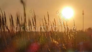 日落时分，野草的轮廓映衬着金色的天空