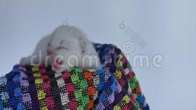 英国新出生的小猫在毛巾里喵喵叫
