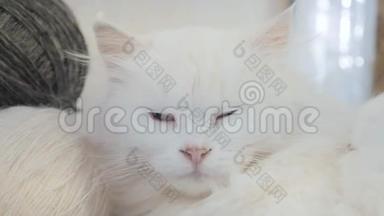老白猫睡在桌子旁边的生活方式，球编织。 坐在旁边的老白猫