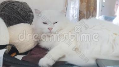 老白猫睡在桌子上，生活方式在蛋蛋旁边编织。 坐在旁边的老白猫