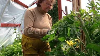 <strong>老奶奶</strong>，老妇人在温室里照料西红柿