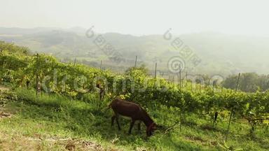 美丽的意大利山谷全景与葡萄园。 棕色的小马在草地上吃草，小马吃草
