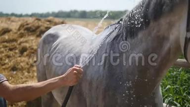 年轻人在室外用水管清洗马。 把马洗干净。 清理马身的人