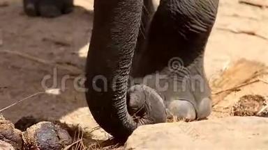 斯里兰卡野生大象