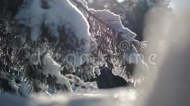 夕阳西下的冬雪林.. 雪中美丽的松林