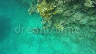 珊瑚礁的动植物群