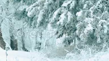 圣诞树。 森林里美丽的冬天下雪景观。 树圣诞运动稳定。 它正在下雪