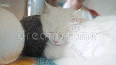 老白猫睡在桌子旁边的蛋蛋上编织。 古老美丽的白猫坐在生活方式旁边