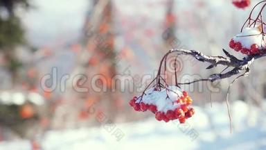 罗文枝红色浆果冬季美丽的自然雪在蓝色背景与强烈的耀斑效应