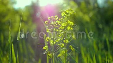 酸辣的青草宏观阳光透过青草的叶子，美丽的背景，宏观的<strong>春夏</strong>景观