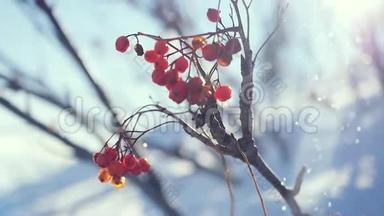 罗文枝<strong>红色</strong>浆果<strong>冬季</strong>美丽的自然雪在蓝色背景与强烈的耀斑效应