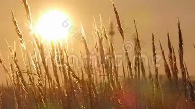 日落时分，野草的轮廓映衬着金色的天空