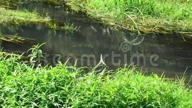 俄罗斯夏季的小溪被藻类<strong>过度</strong>生长