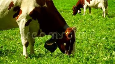 在瑞士Gruyeres区的高山<strong>草</strong>地上放着<strong>铃铛</strong>的奶牛。