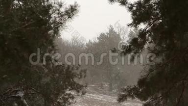 雪花在云杉和覆盖着雪的松树的背景下缓慢地飘落，雪花在旋转和漂流