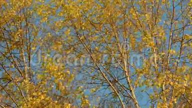 秋天是金色的树叶和风
