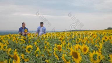 两个农民男子商务智能手机探索步行检查向日葵作物在田间慢动作视频。 小麦