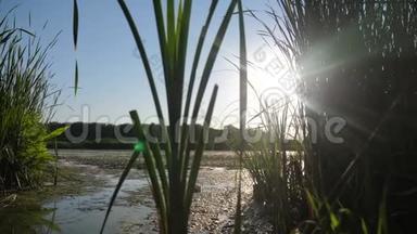 池塘与芦苇自然，野生生活方式，日落景观阳光。 有芦苇的湖是俄罗斯的自然。 湖面日落