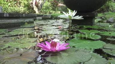 粉红色和白色莲花在水库中显露出来